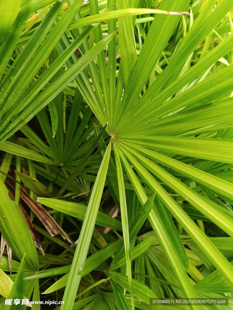 翠绿扇形叶片的棕榈植物
