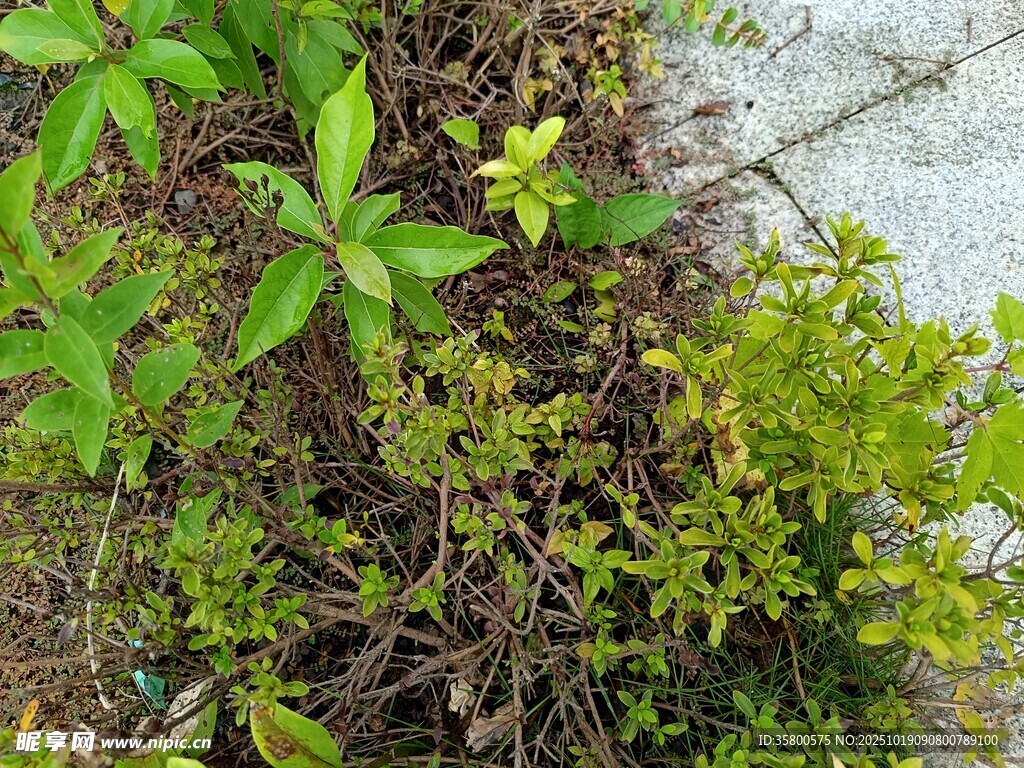 地面绿植特写