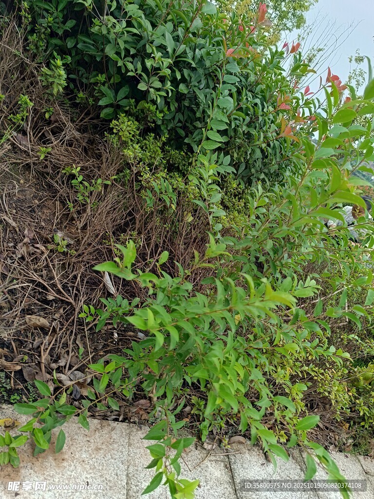 墙边绿植生机盎然