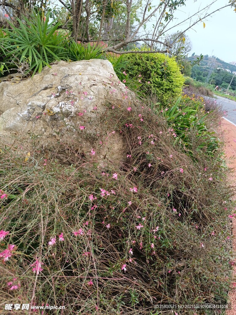 路边大石旁的杂草景观