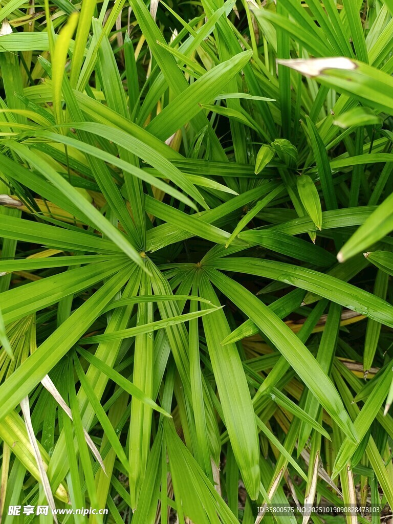 翠绿繁茂的丛生绿植
