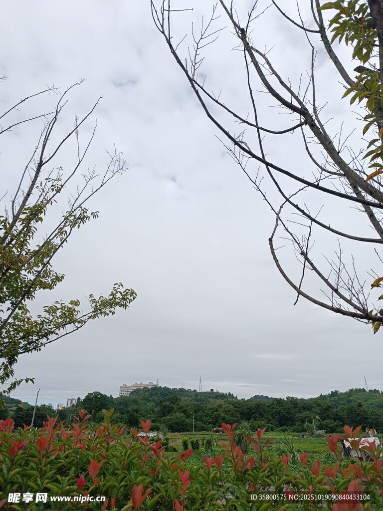 田野风光中的树木与花丛