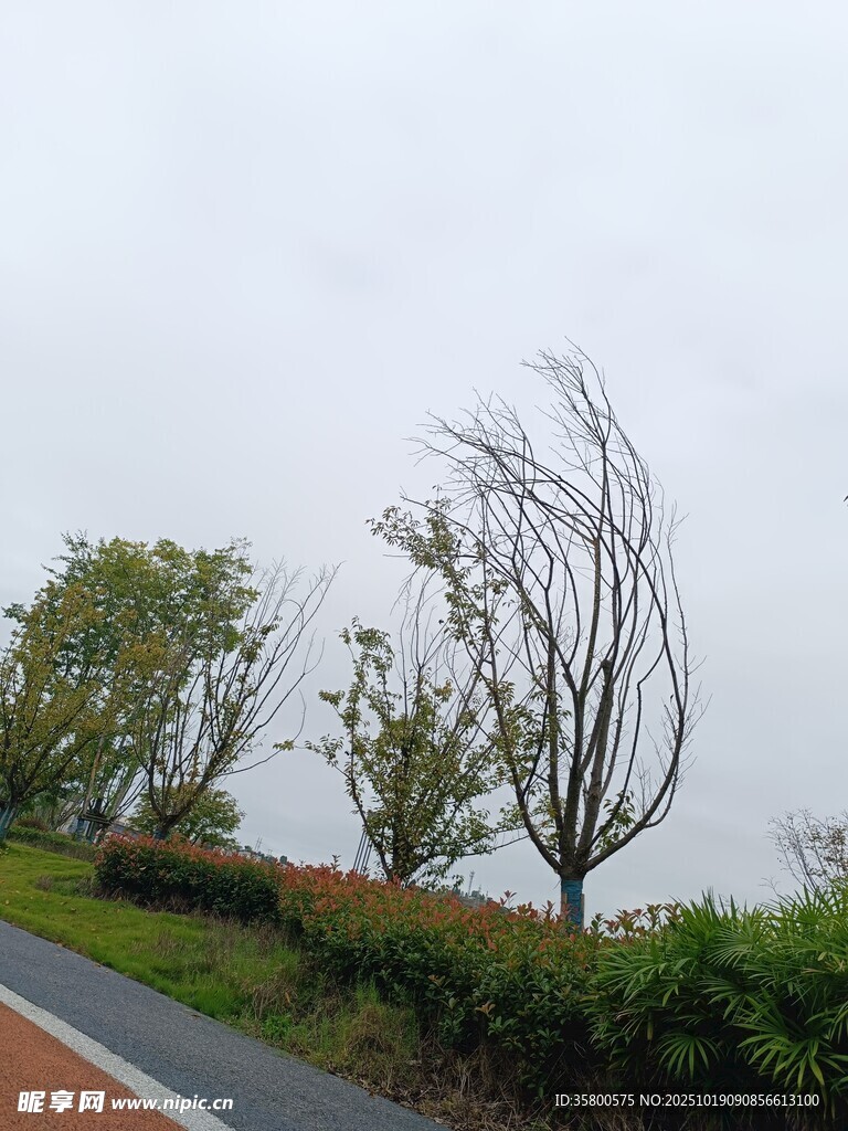 路边弯折树木景观