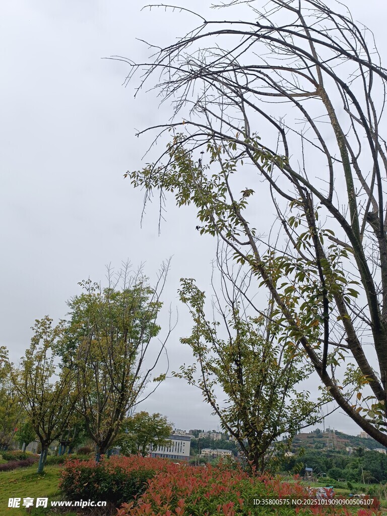 雨中萧瑟枯树与绿植景观