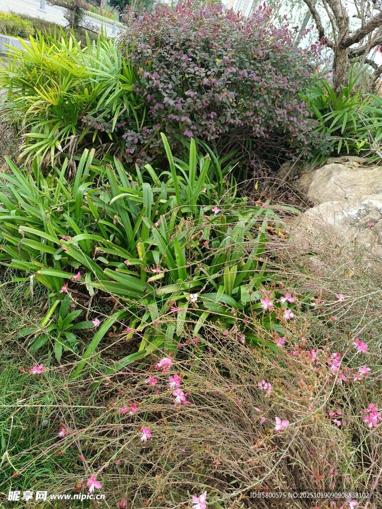 多彩植物装点的花园角落