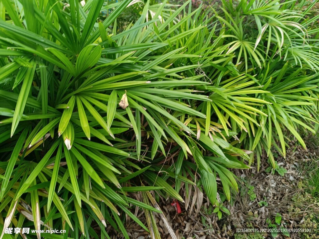 翠绿丛生的阔叶植物