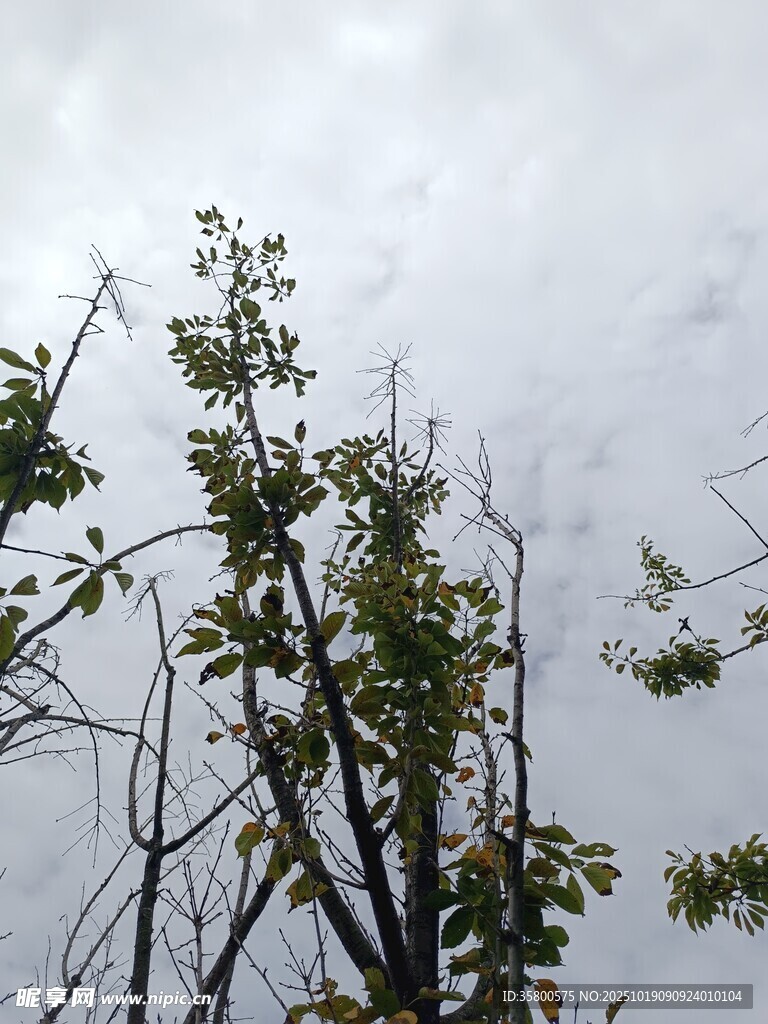 枝头嫩叶衬灰白天空