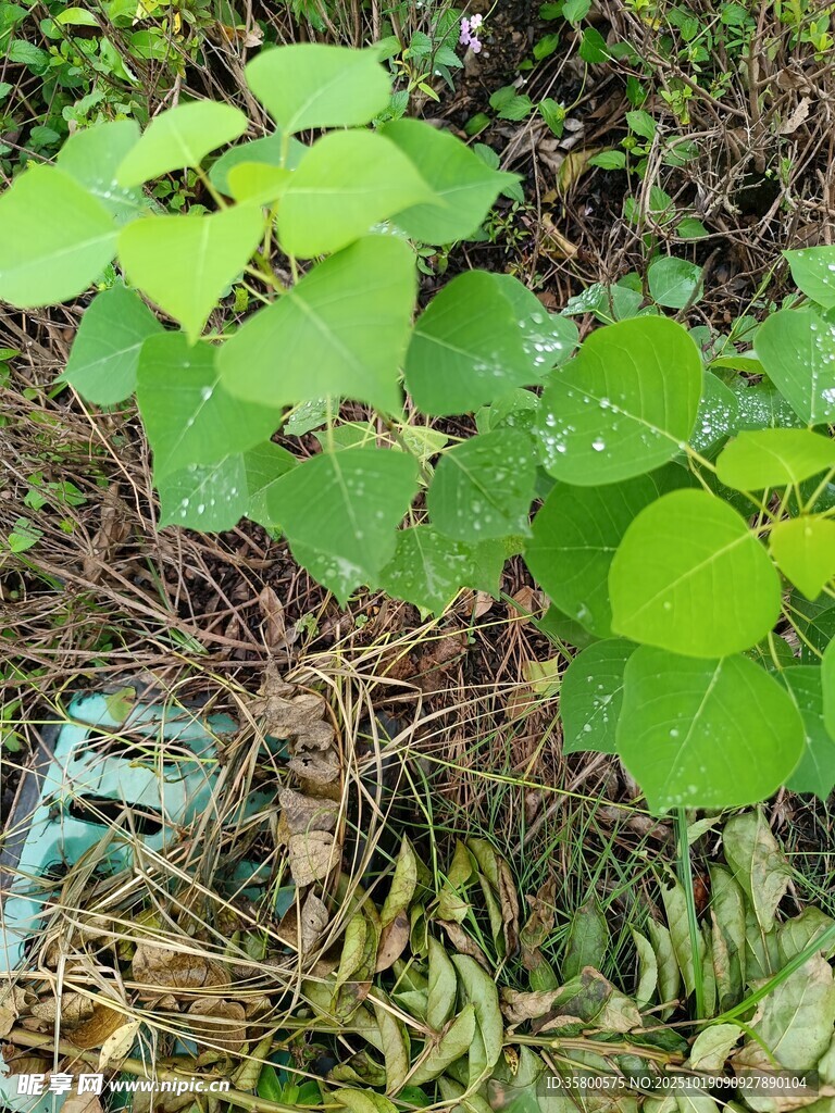 绿叶下的地面景象
