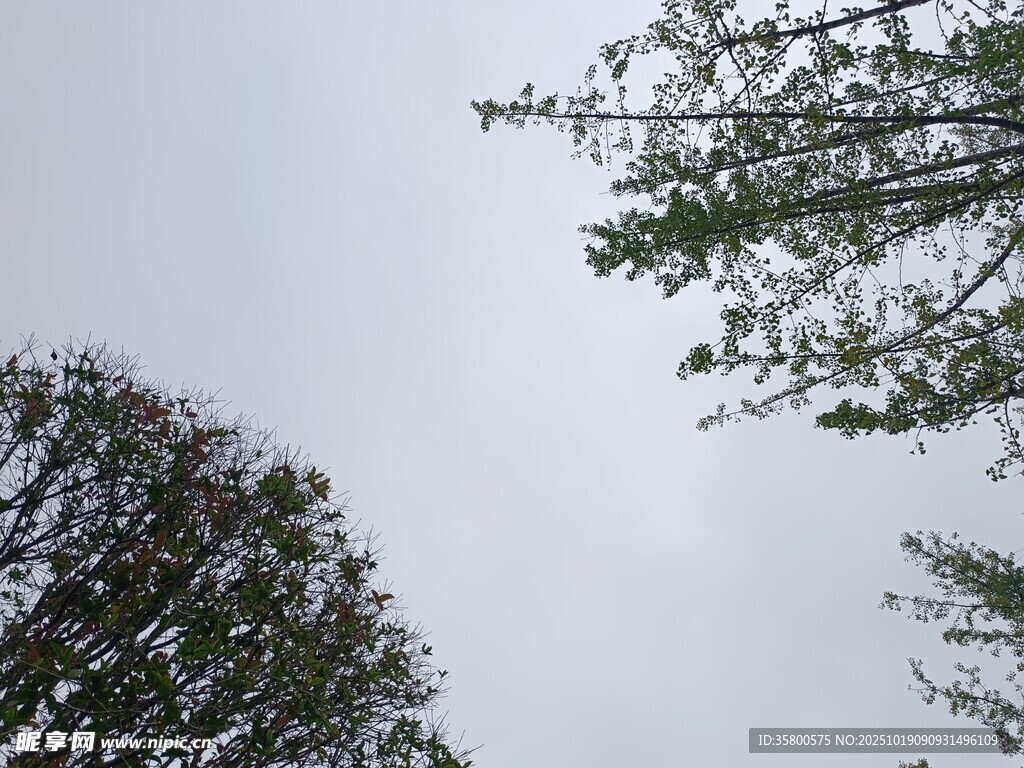 仰视树木与灰白天空