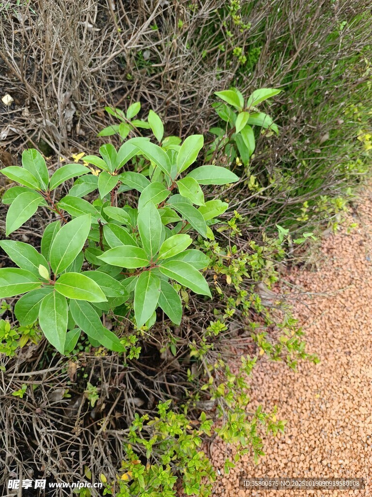 小径旁的翠绿植物