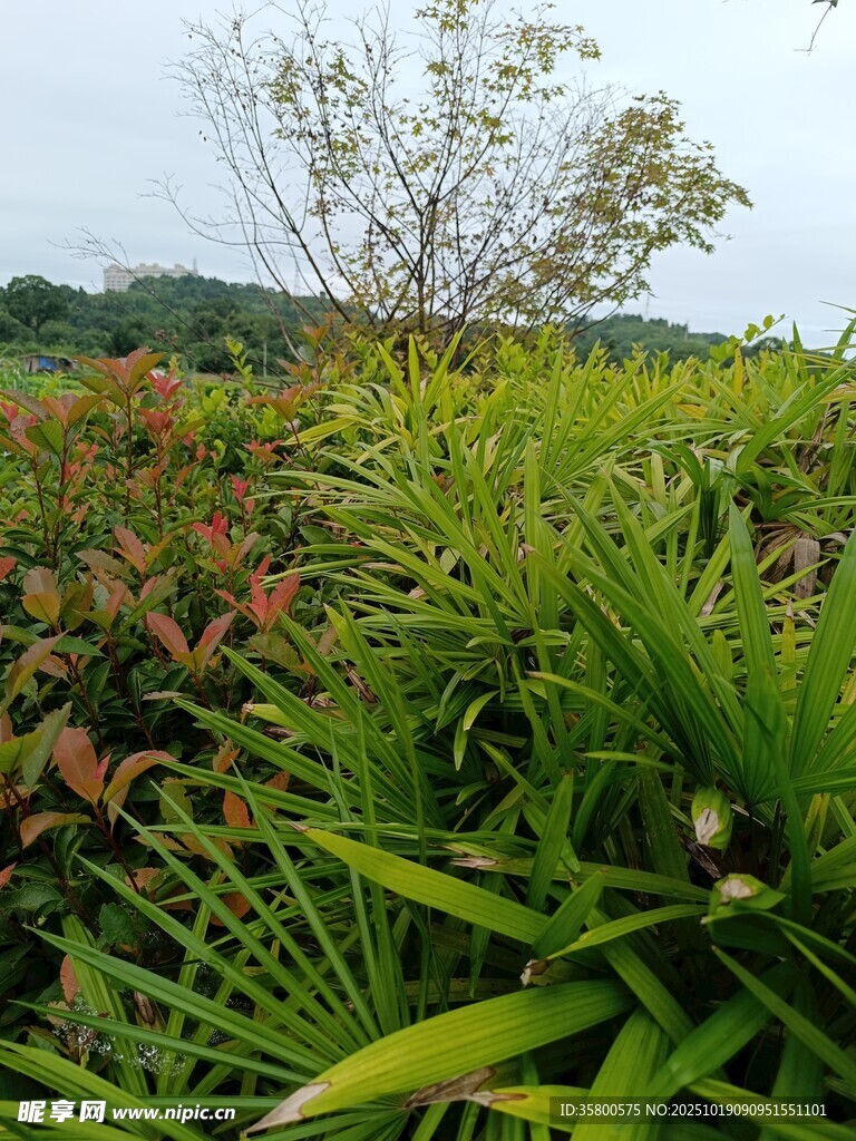 绿意盎然的植物景观