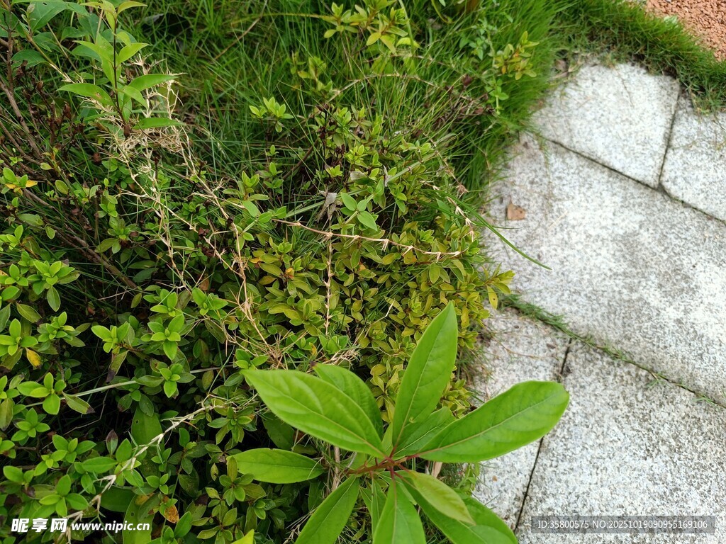 石板旁生长的翠绿植物