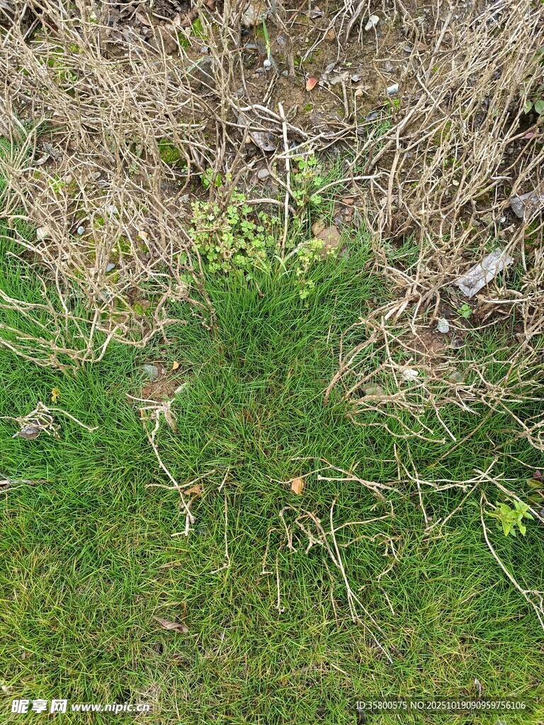 地面上的绿色杂草景观
