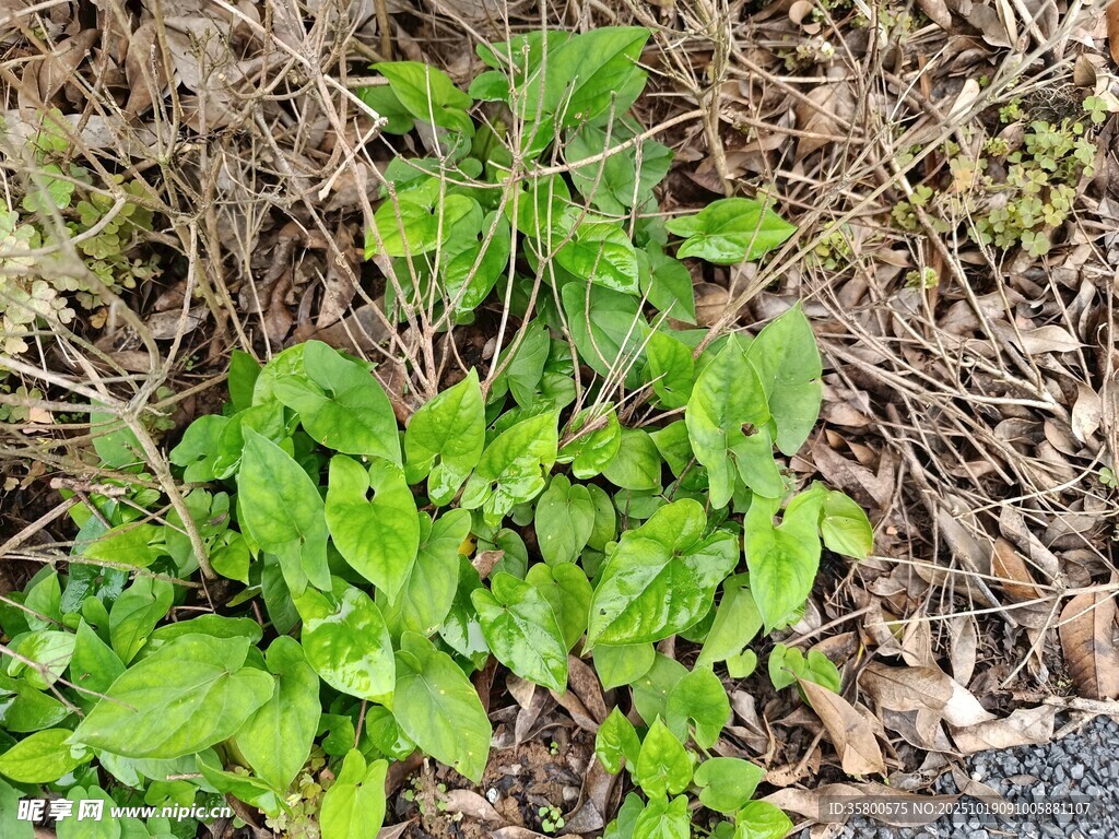 路边生长的嫩绿植物