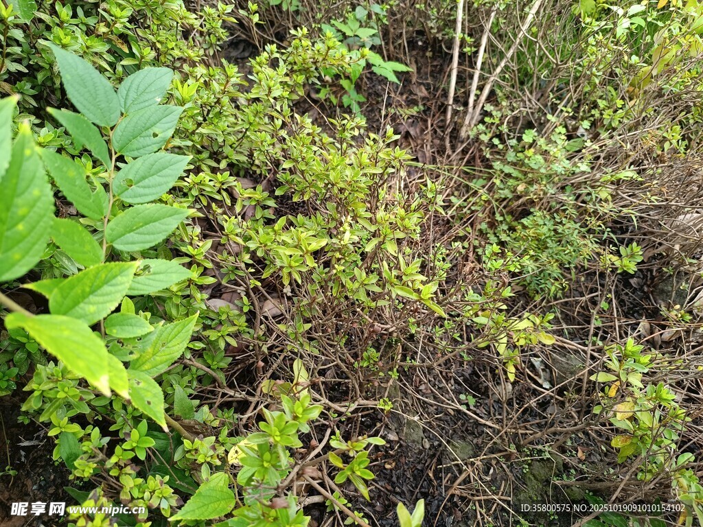繁茂绿植景观