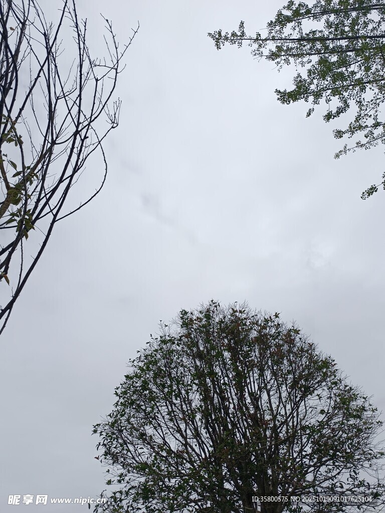 仰视天空中的树木景象