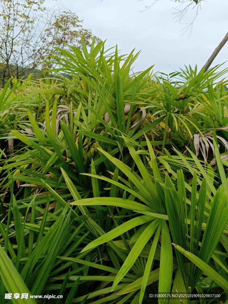 翠绿繁茂的热带植物景观