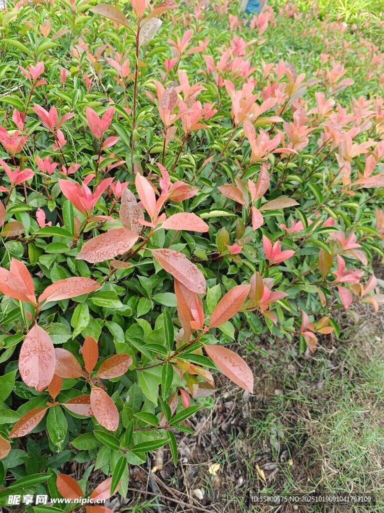 红叶灌木景观