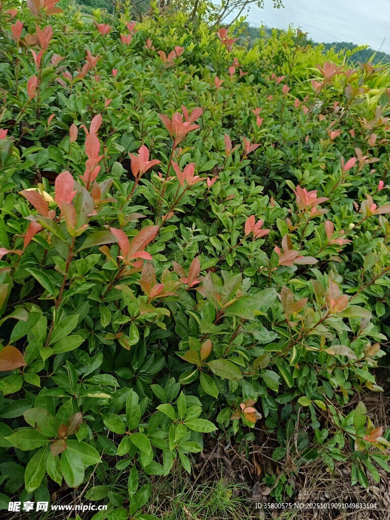 色彩斑斓的灌木丛