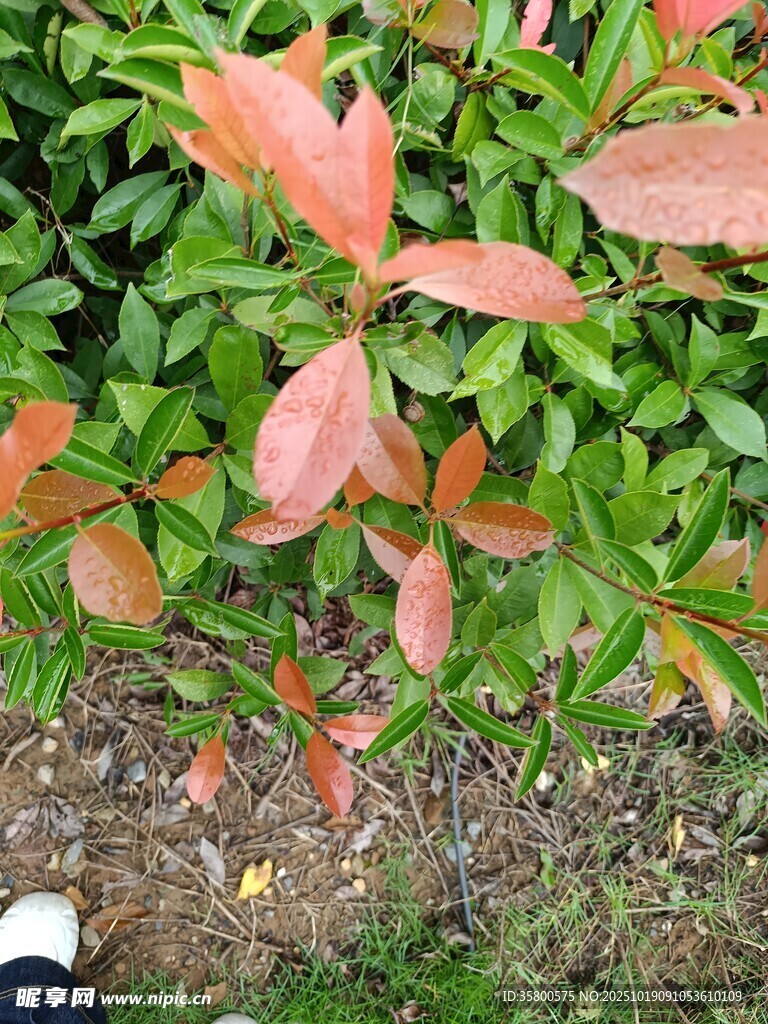 红叶绿植特写