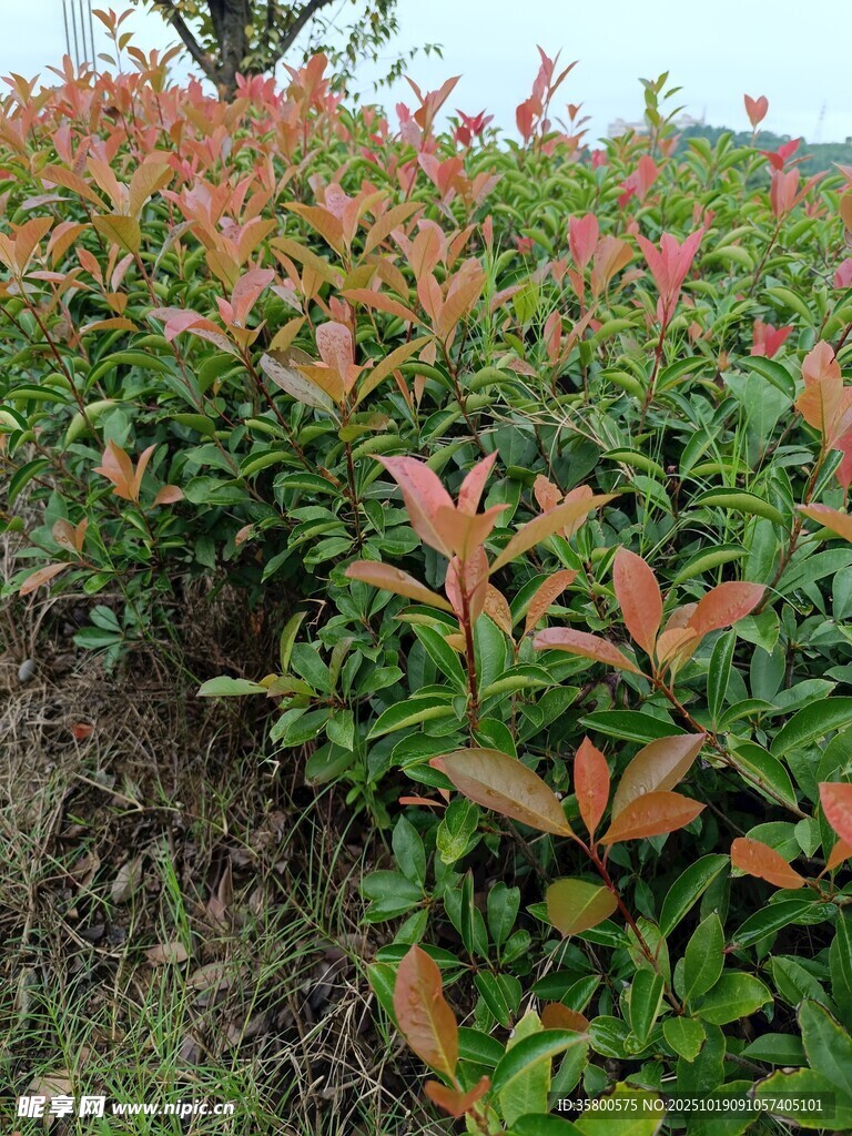 红叶灌木景观