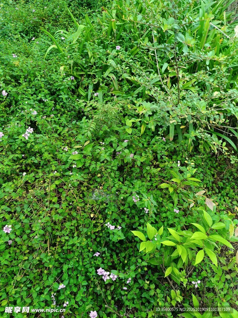 繁茂草地绿意盎然