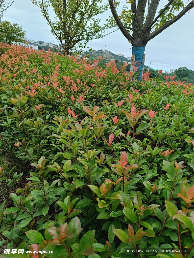 多彩灌木景观