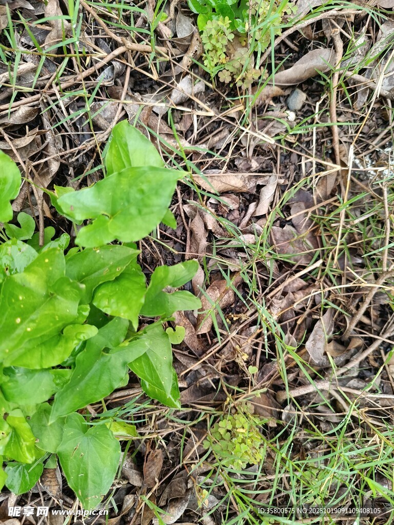 地面上的嫩绿植物与枯叶