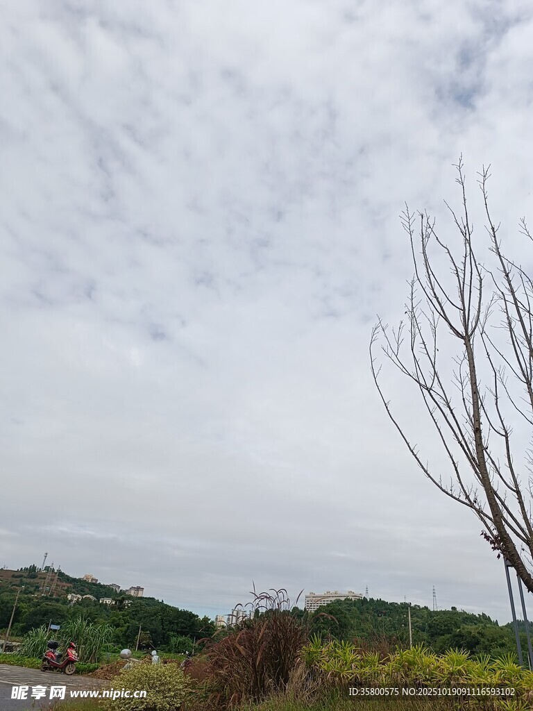 阴天旷野中的光秃树木