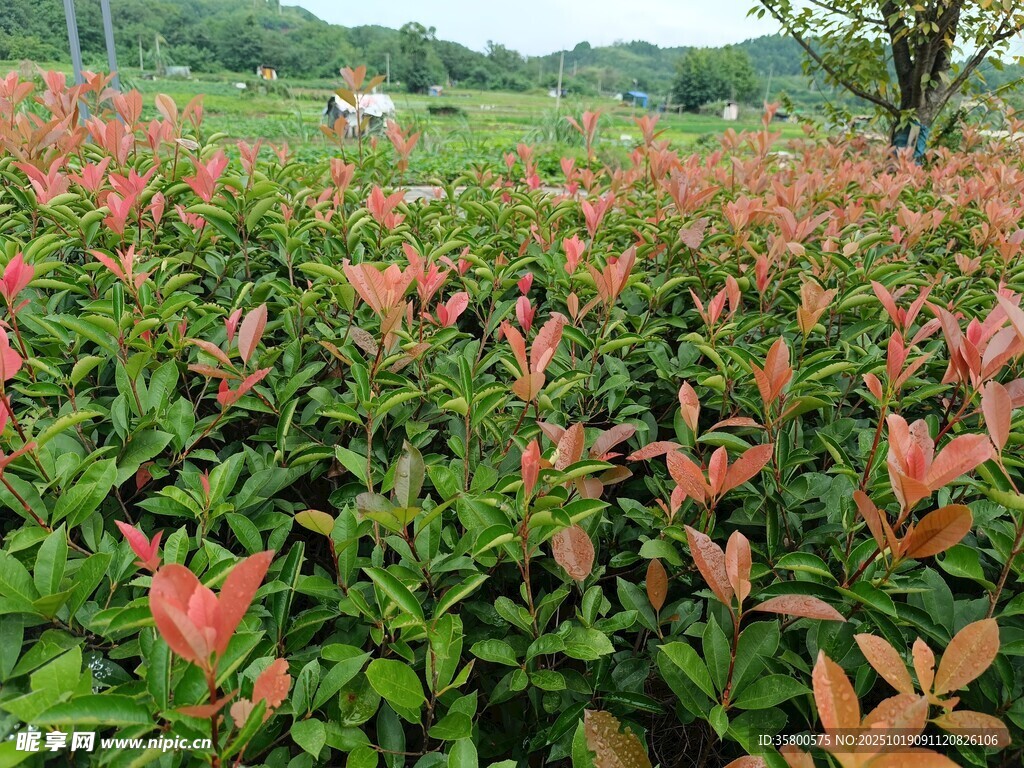 红叶植物繁茂的美丽田园