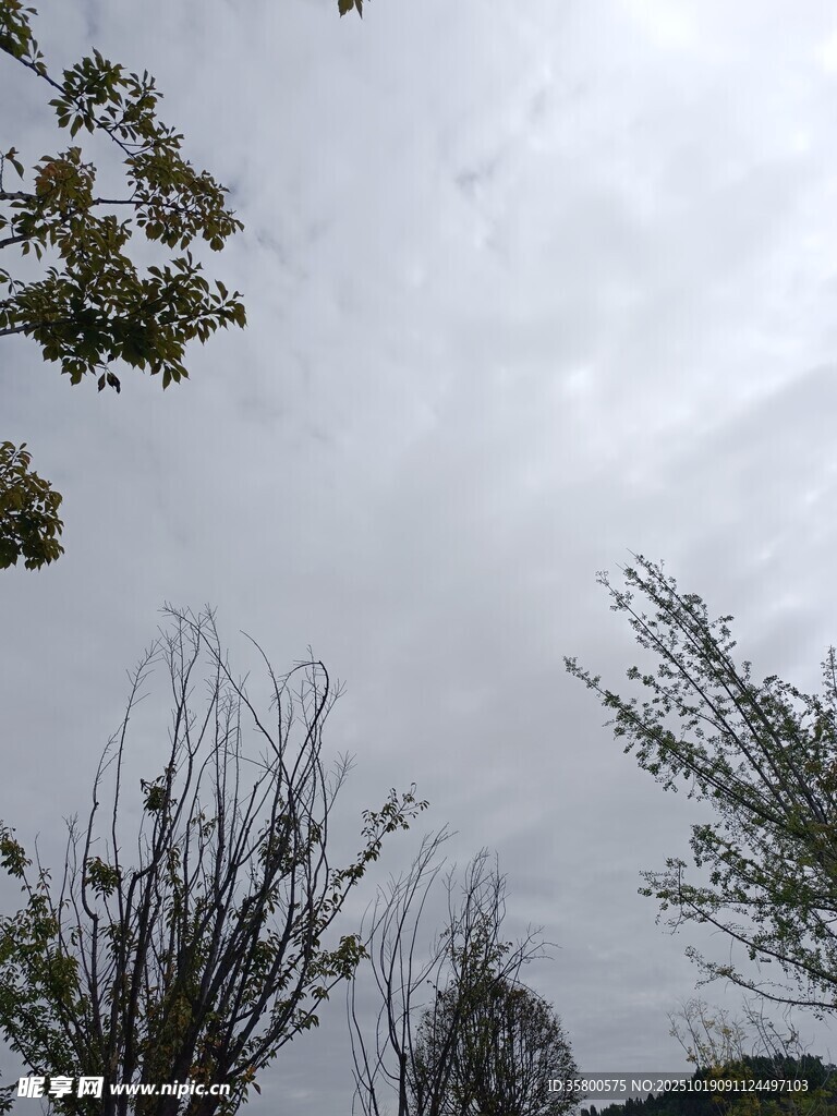 阴天中的树木景象