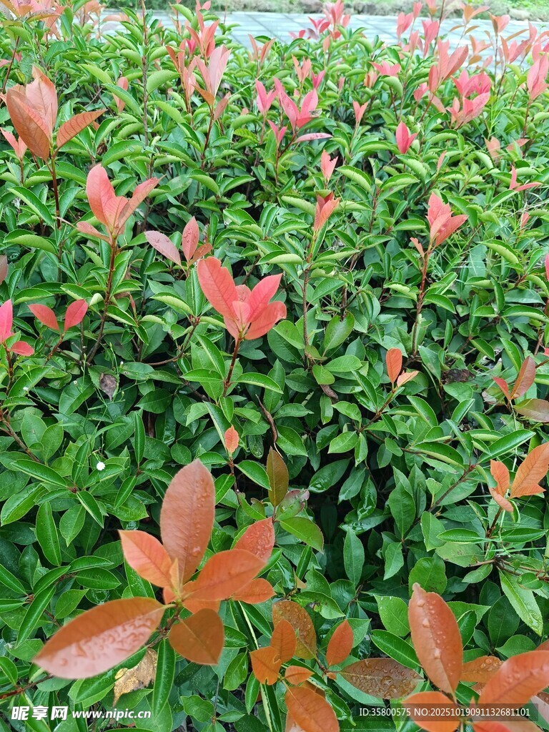 红叶绿植景观