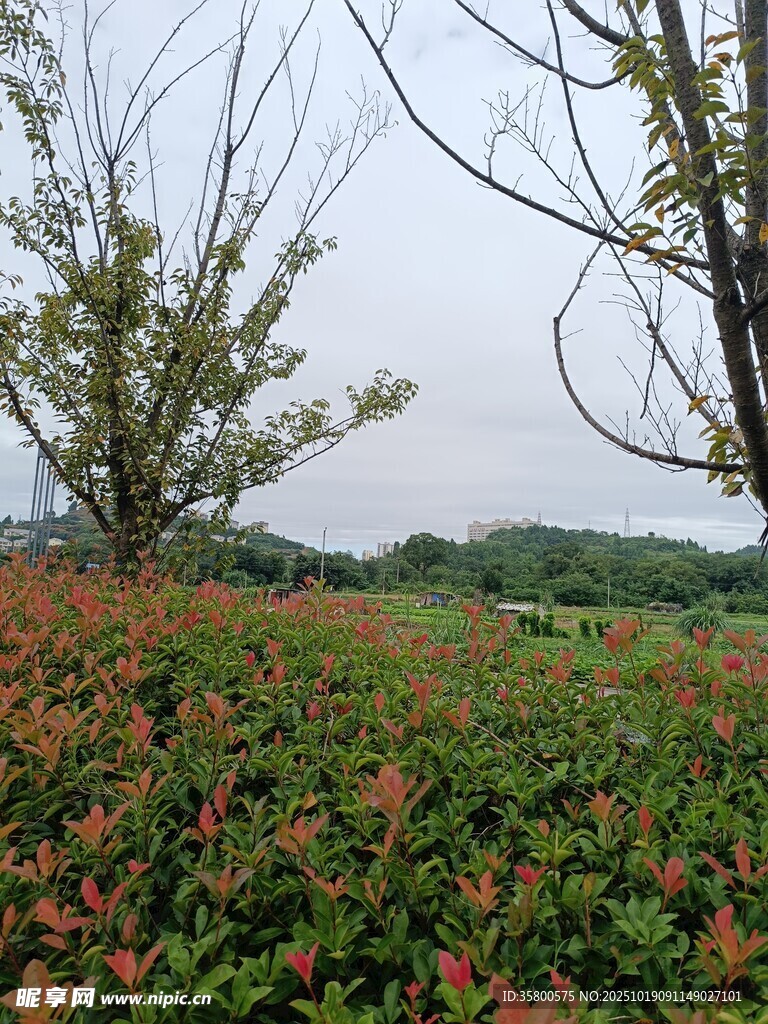 秋日多彩植物景观