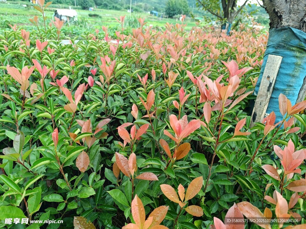 红叶植物景观