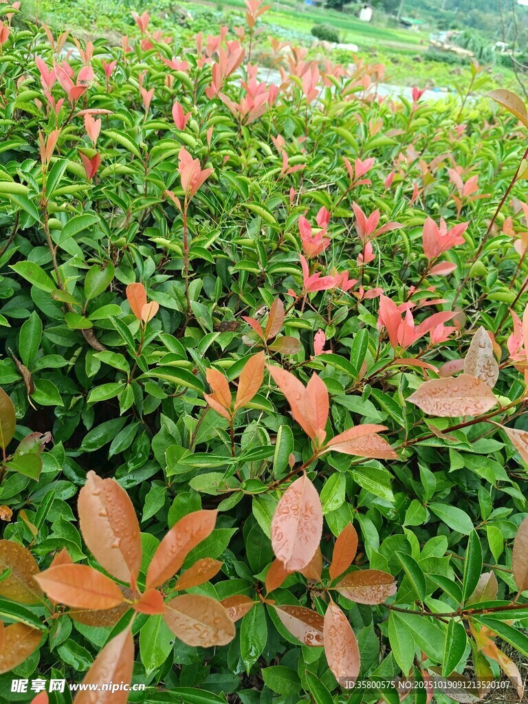 红叶灌木景观