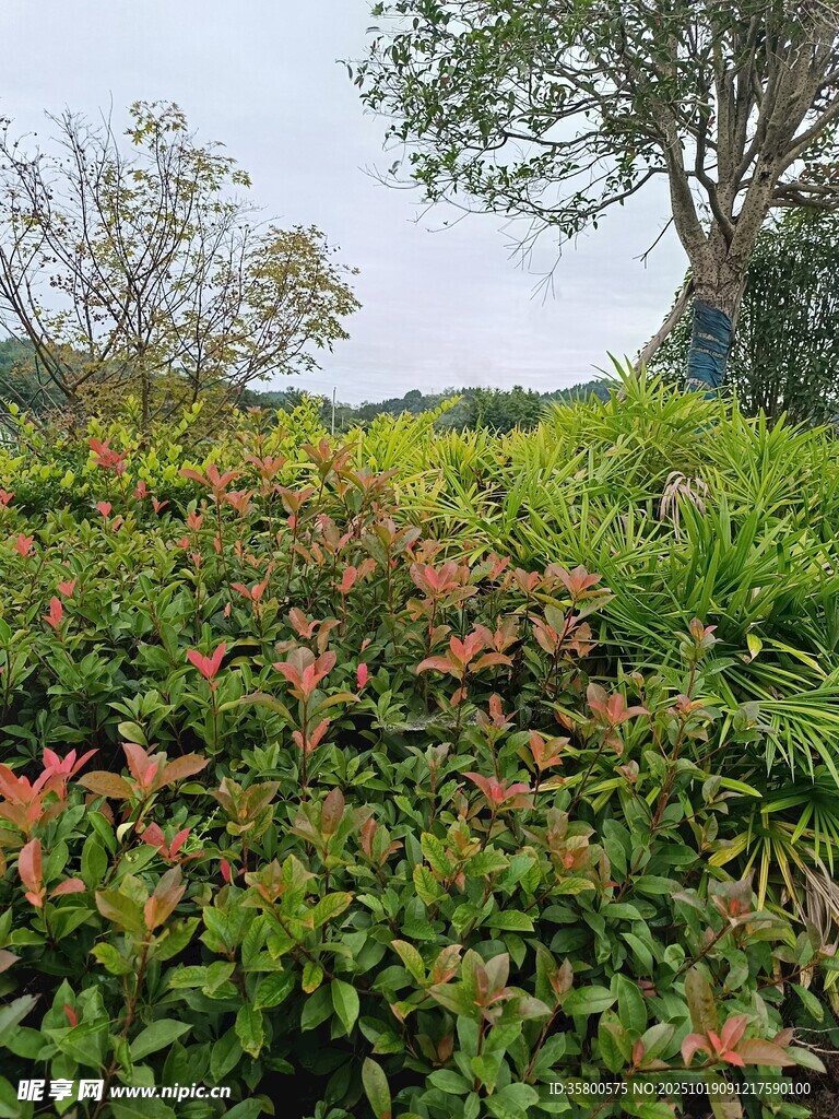 绿意盎然的多彩植物景观