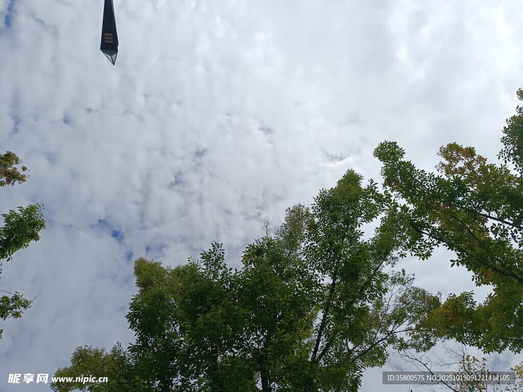 仰望天空中的绿树与飞鸟