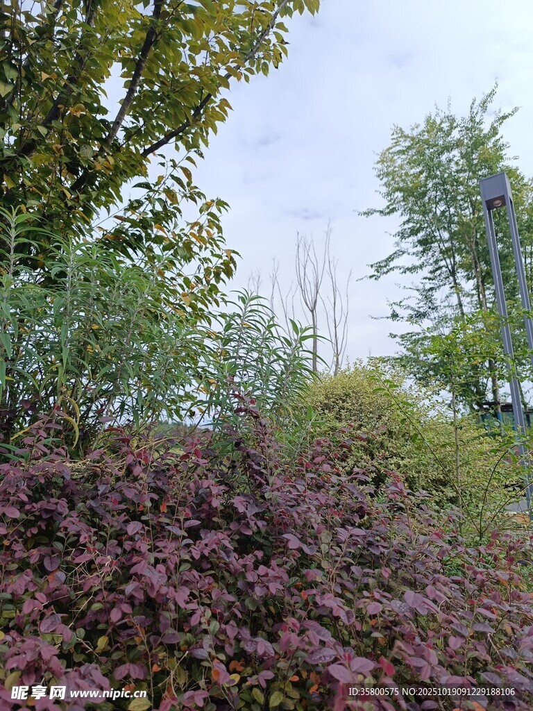 多彩绿植景观