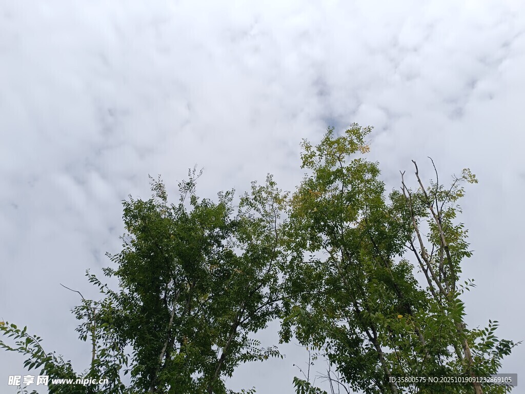 天空下的葱郁树梢