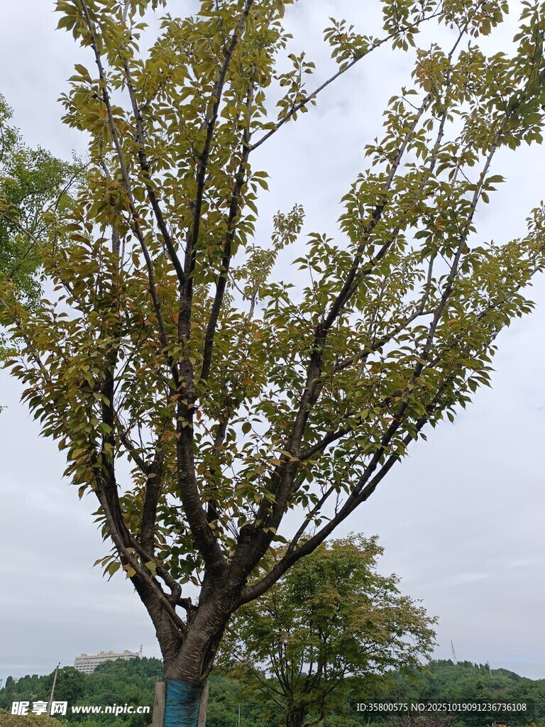 挺拔绿树 