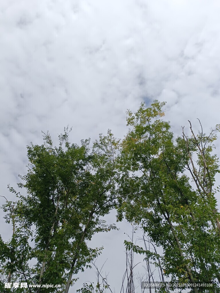 绿树映白云的清新景致