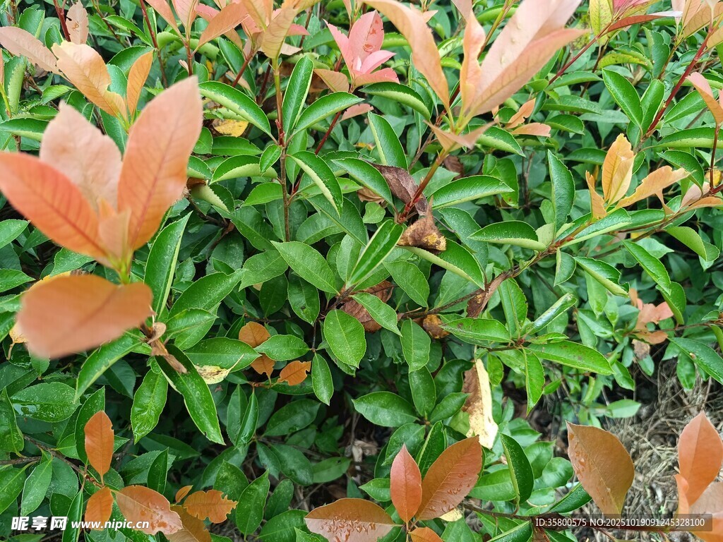 橙红绿叶植物景观