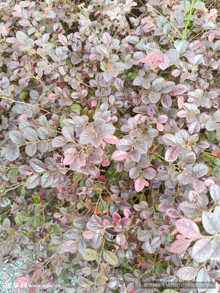 多彩斑斓的花叶植物