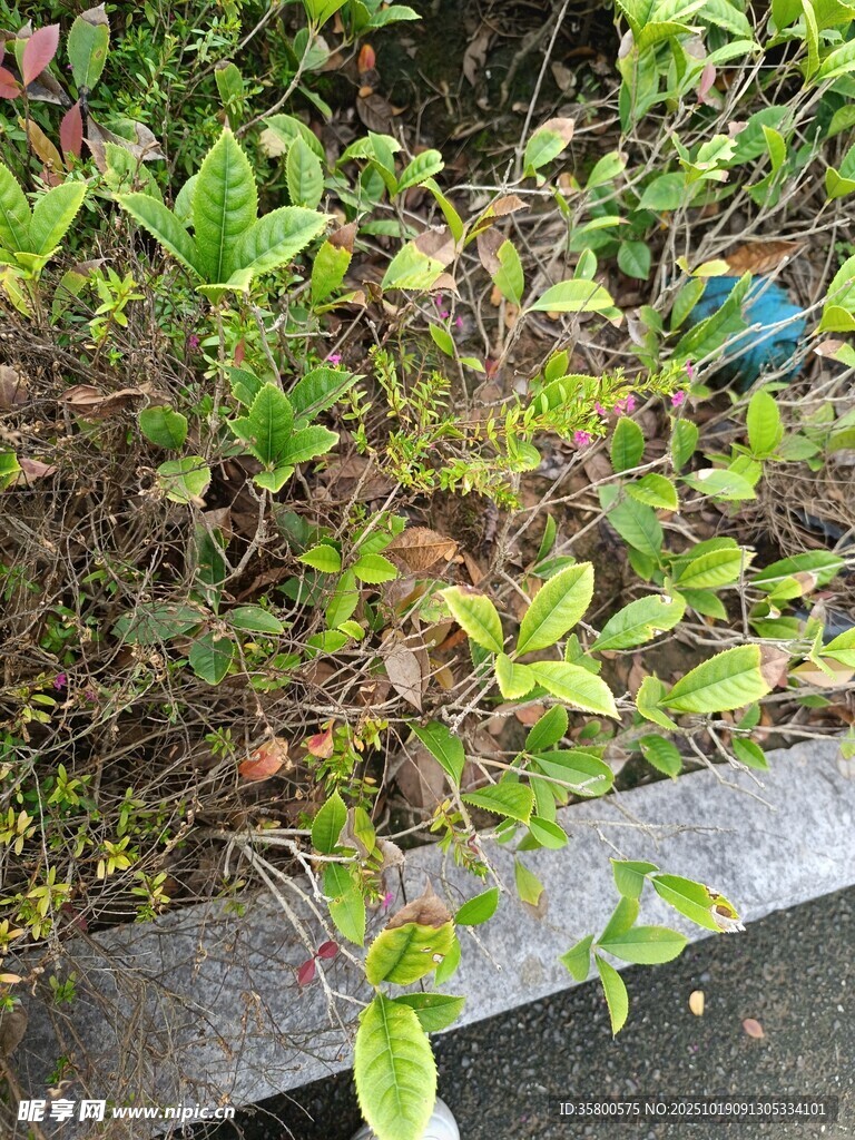 路边繁茂绿植