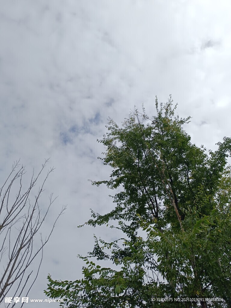 树梢之上的天空与云朵