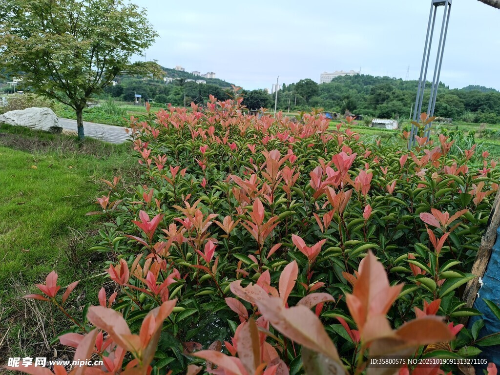 红叶植物景观