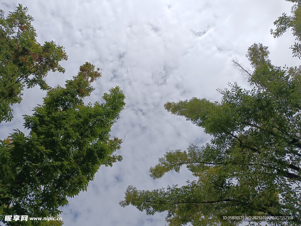 仰视绿树与天空