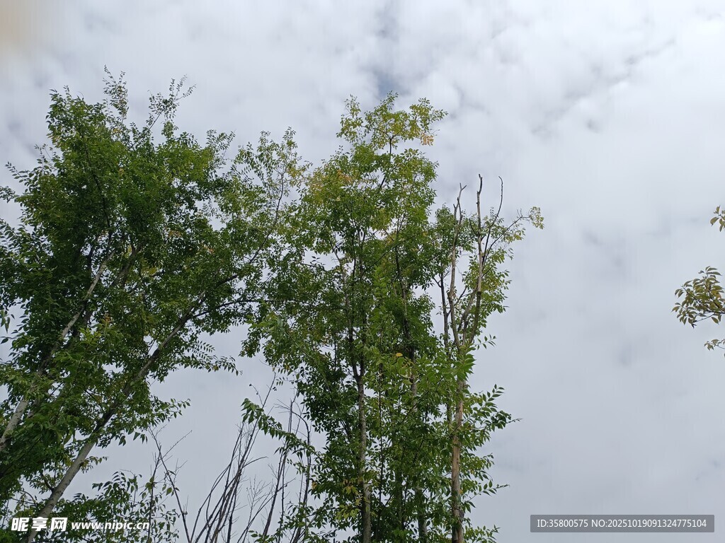 仰视天空下的葱郁树木
