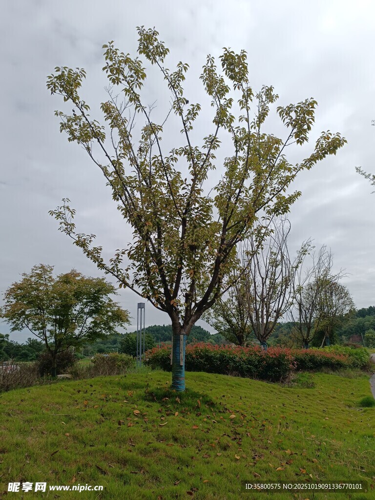 田野中的孤树