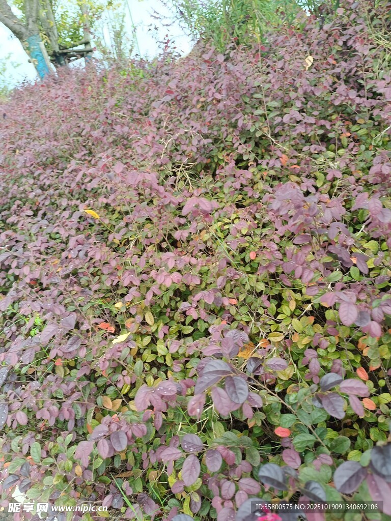 紫色斑斓地被植物景观